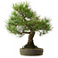 Pinus thunbergii, 55 cm, ± 25 anni, con nebari di 15 cm
