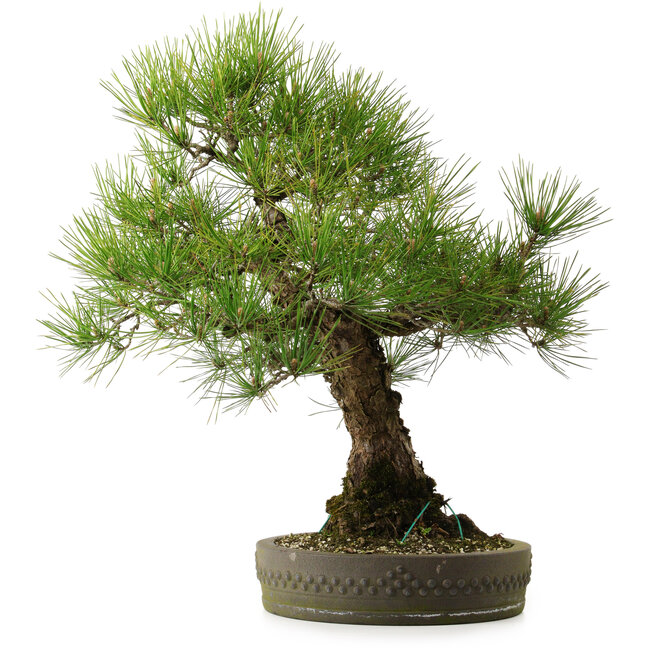 Pinus thunbergii, 55 cm, ± 25 años, con un nebari de 15 cm.