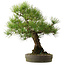 Pinus thunbergii, 55 cm, ± 25 anni, con nebari di 15 cm