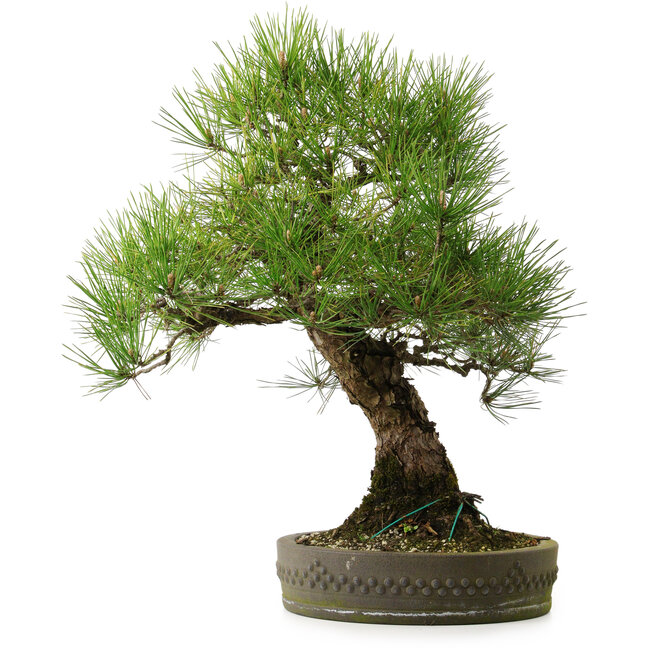 Pinus thunbergii, 55 cm, ± 25 jaar oud, met een nebari van 15 cm.