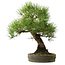 Pinus thunbergii, 55 cm, ± 25 jaar oud, met een nebari van 15 cm.