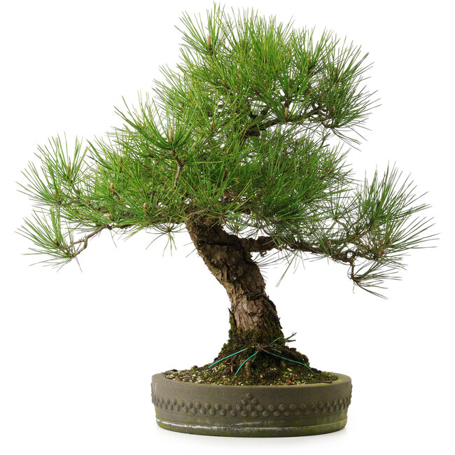 Pinus thunbergii, 55 cm, ± 25 años, con un nebari de 15 cm.