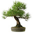 Pinus thunbergii, 55 cm, ± 25 jaar oud, met een nebari van 15 cm.