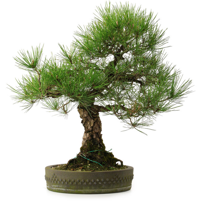 Pinus thunbergii, 55 cm, ± 25 años, con un nebari de 15 cm.