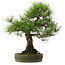 Pinus thunbergii, 55 cm, ± 25 years old, with a nebari of 15 cm