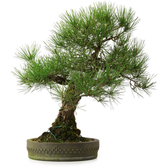 Pinus thunbergii, 55 cm, ca. 25 Jahre alt, mit einem Wurzelhals von 15 cm