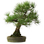 Pinus thunbergii, 55 cm, ± 25 anni, con nebari di 15 cm