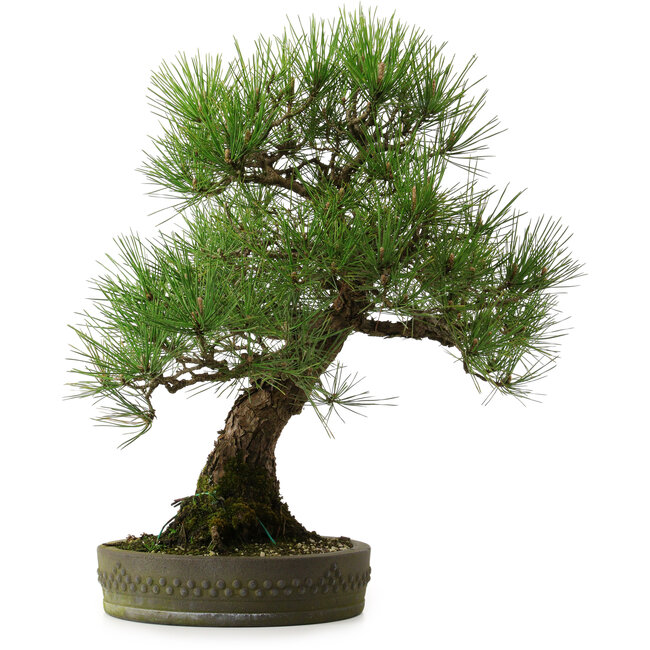 Pinus thunbergii, 55 cm, ± 25 jaar oud, met een nebari van 15 cm.