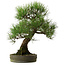 Pinus thunbergii, 55 cm, ± 25 jaar oud, met een nebari van 15 cm.