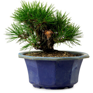 Pinus thunbergii, 16 cm, ± 15 años de edad