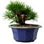 Pinus thunbergii, 16 cm, ± 15 años de edad, con un nebari de 3 cm.