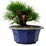 Pinus thunbergii, 16 cm, ± 15 years old, with a nebari of 3 cm