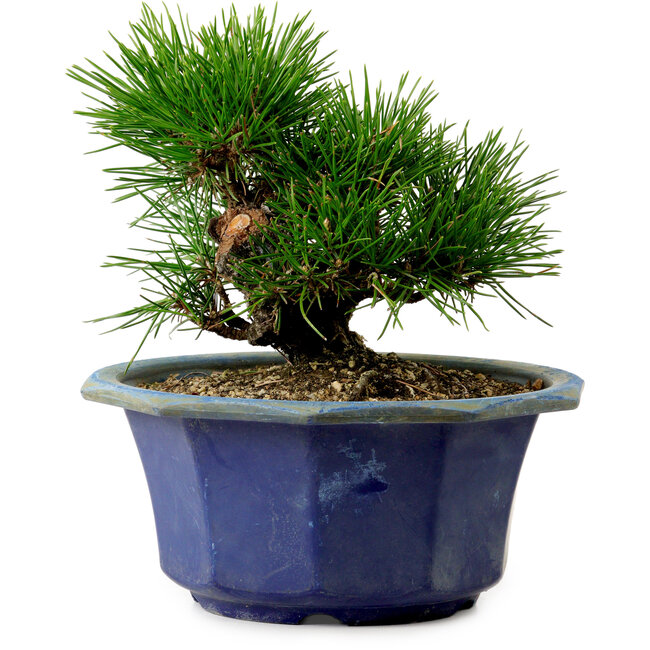 Pinus thunbergii, 16 cm, ± 15 jaar oud, met een nebari van 3 cm