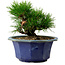 Pinus thunbergii, 16 cm, ± 15 years old, with a nebari of 3 cm
