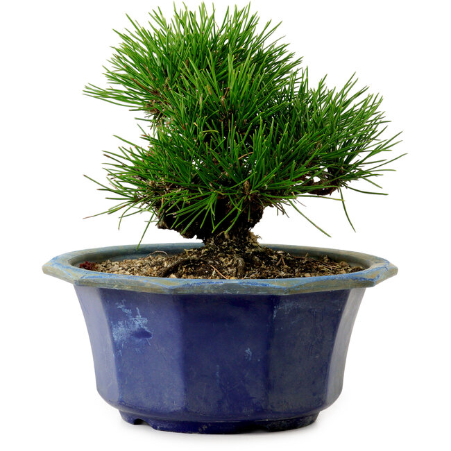 Pinus thunbergii, 16 cm, ± 15 years old, with a nebari of 3 cm