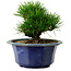Pinus thunbergii, 16 cm, ± 15 years old, with a nebari of 3 cm