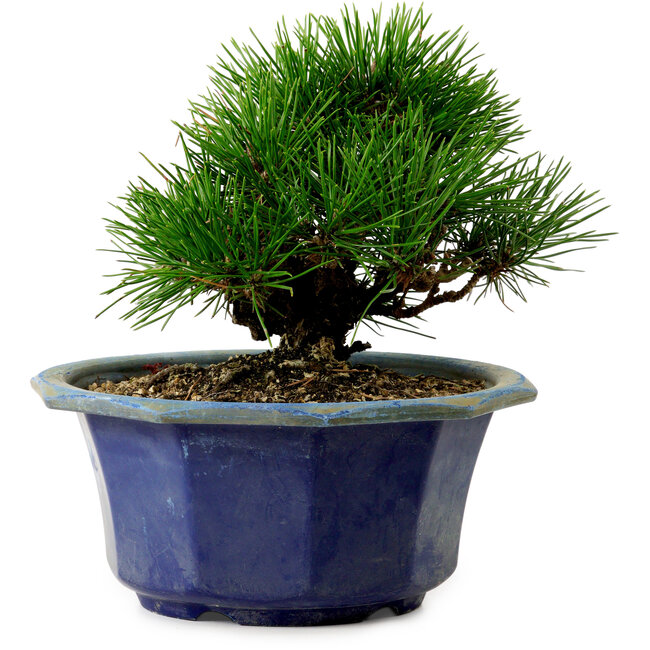 Pinus thunbergii, 16 cm, ± 15 years old, with a nebari of 3 cm