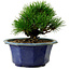 Pinus thunbergii, 16 cm, ± 15 jaar oud, met een nebari van 3 cm