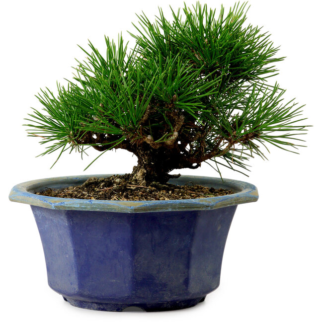 Pinus thunbergii, 16 cm, ± 15 años de edad, con un nebari de 3 cm.