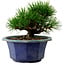 Pinus thunbergii, 16 cm, ± 15 años de edad, con un nebari de 3 cm.