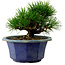 Pinus thunbergii, 16 cm, ± 15 years old, with a nebari of 3 cm