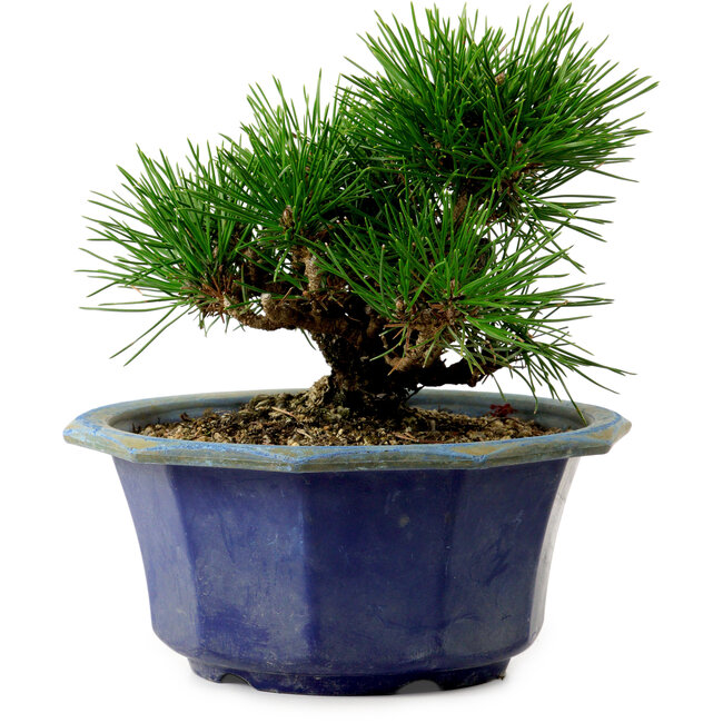Pinus thunbergii, 16 cm, ± 15 años de edad, con un nebari de 3 cm.