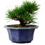 Pinus thunbergii, 16 cm, ± 15 años de edad, con un nebari de 3 cm.