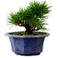 Pinus thunbergii, 16 cm, ± 15 jaar oud, met een nebari van 3 cm