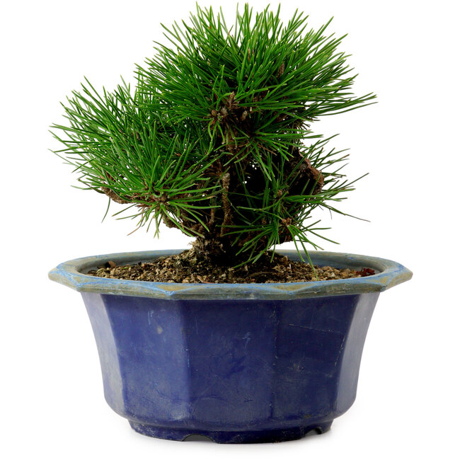 Pinus thunbergii, 16 cm, ± 15 jaar oud, met een nebari van 3 cm