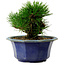 Pinus thunbergii, 16 cm, ± 15 jaar oud, met een nebari van 3 cm