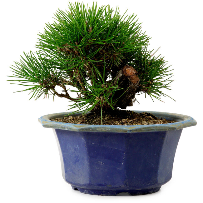 Pinus thunbergii, 16 cm, ± 15 jaar oud, met een nebari van 3 cm