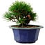 Pinus thunbergii, 16 cm, ± 15 años de edad, con un nebari de 3 cm.