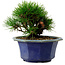 Pinus thunbergii, 16 cm, ± 15 jaar oud, met een nebari van 3 cm