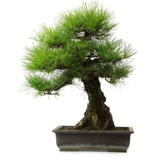 Pinus thunbergii, 57 cm, ± 25 jaar oud