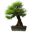 Pinus thunbergii, 57 cm, ± 25 jaar oud, met een nebari van 20 cm.