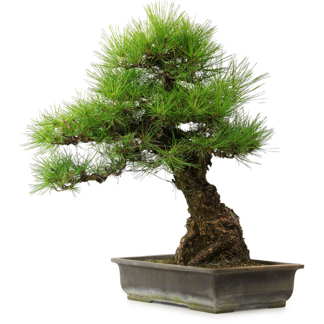 Pinus thunbergii, 57 cm, ± 25 years old, with a nebari of 20 cm