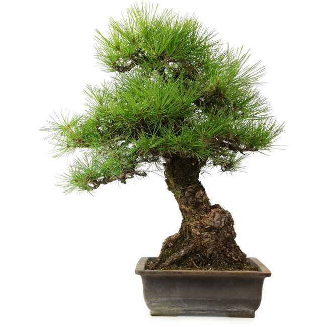 Pinus thunbergii, 57 cm, ± 25 anni, con nebari di 20 cm