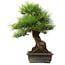 Pinus thunbergii, 57 cm, ± 25 años, con un nebari de 20 cm.