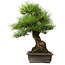 Pinus thunbergii, 57 cm, ± 25 ans, avec un nebari de 20 cm
