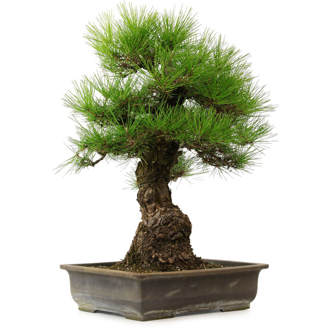 Pinus thunbergii, 57 cm, ± 25 anni, con nebari di 20 cm
