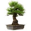 Pinus thunbergii, 57 cm, ± 25 años, con un nebari de 20 cm.