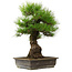 Pinus thunbergii, 57 cm, ± 25 jaar oud, met een nebari van 20 cm.