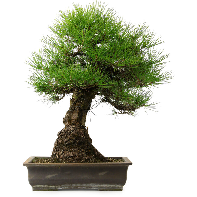 Pinus thunbergii, 57 cm, ± 25 años, con un nebari de 20 cm.