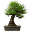 Pinus thunbergii, 57 cm, ± 25 jaar oud, met een nebari van 20 cm.