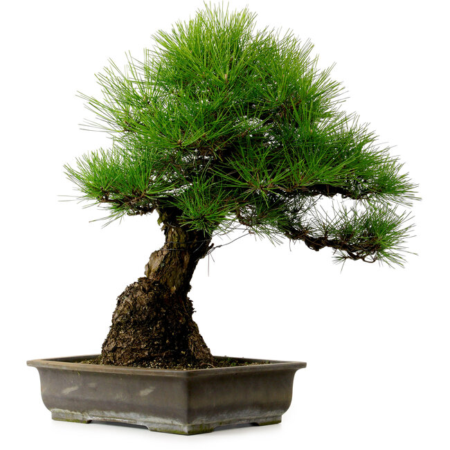 Pinus thunbergii, 57 cm, ± 25 anni, con nebari di 20 cm