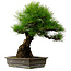 Pinus thunbergii, 57 cm, ± 25 ans, avec un nebari de 20 cm