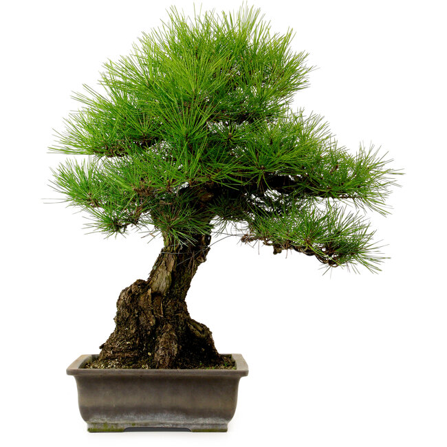 Pinus thunbergii, 57 cm, ± 25 años, con un nebari de 20 cm.
