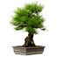 Pinus thunbergii, 57 cm, ± 25 ans, avec un nebari de 20 cm