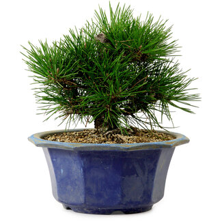 Pinus thunbergii, 16 cm, ± 15 Jahre alt