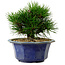 Pinus thunbergii, 16 cm, ± 15 years old, with a nebari of 3 cm